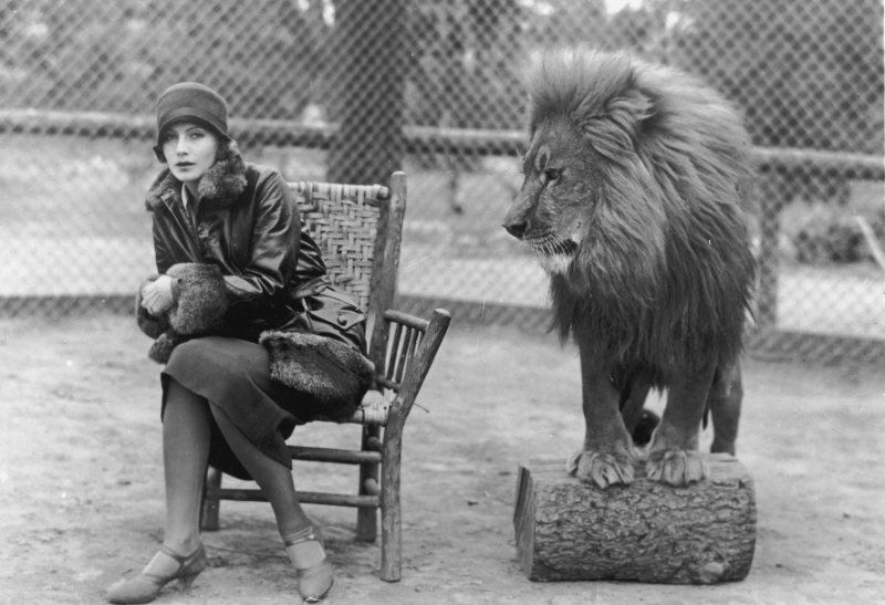 Swedish-born actress Greta Garbo (1905 - 1990) sits in a chair next to Leo, the lion mascot for MGM studios.
